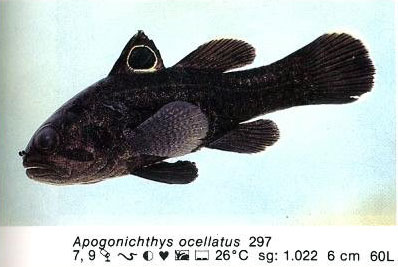 Apogonichthys ocellatus